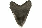 Fossil Megalodon Tooth - Georgia #80050-2